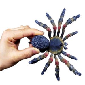 Fausse Araignée Multicolore