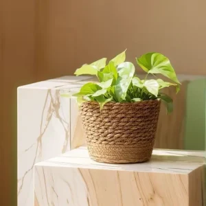 Petit cache pot osier